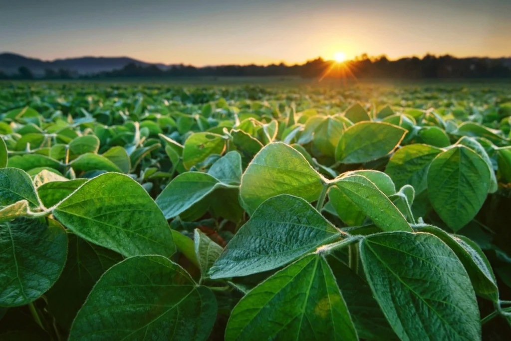 abundant crops as a result of a successful biological survey