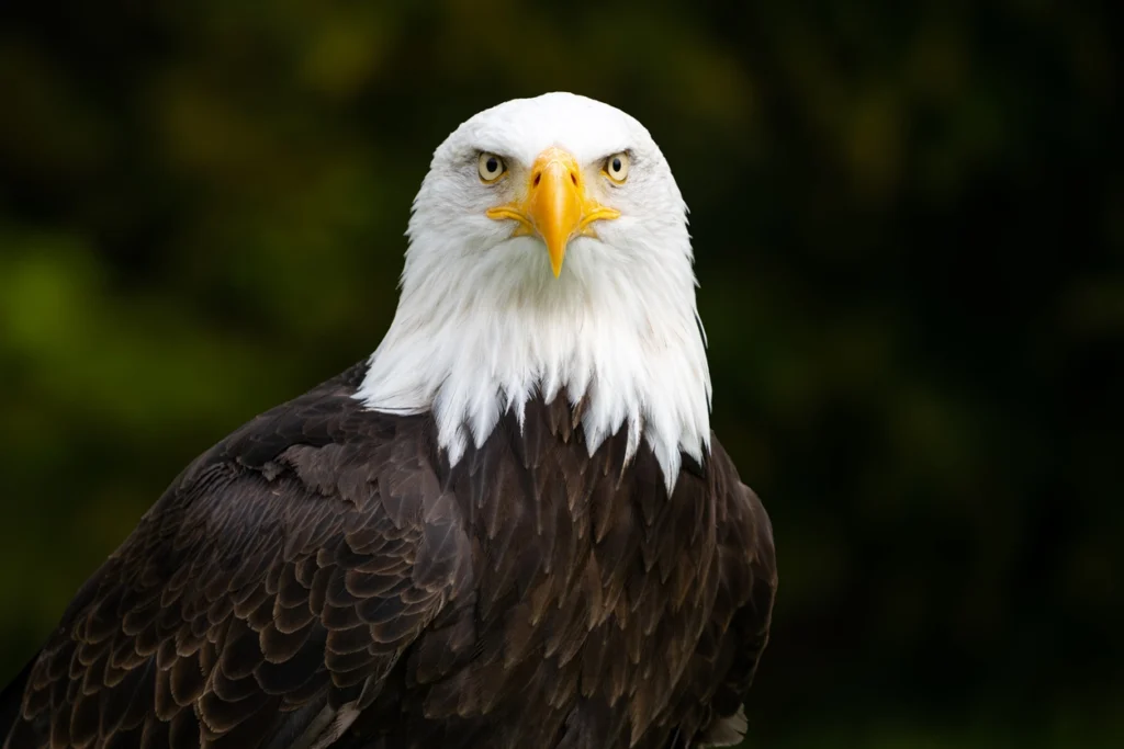 an American Bald Eagle