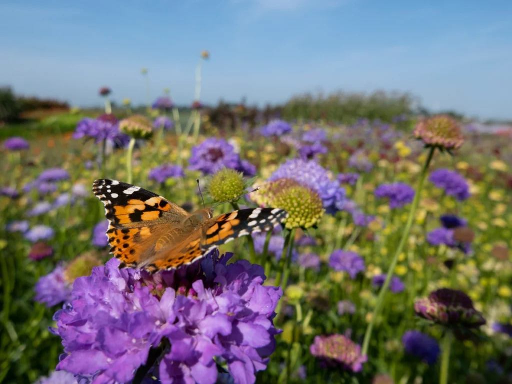 a butterfly in a field signifying biodiversity