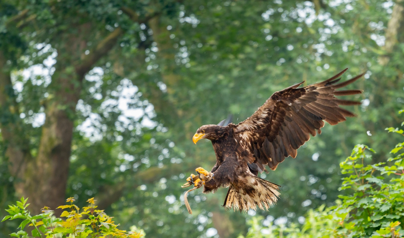 an eagle, a part of animals in the endangered species act, flies across trees