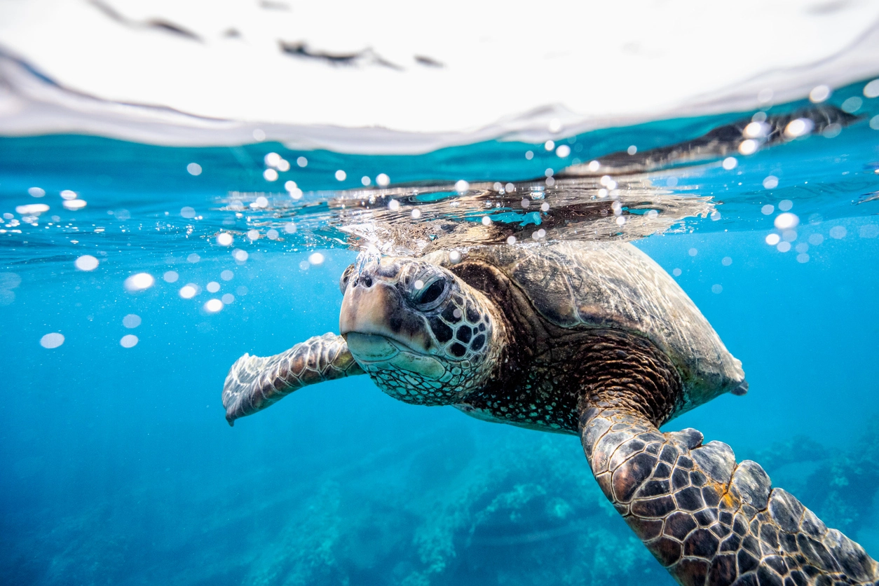 an endangered species: sea turtle