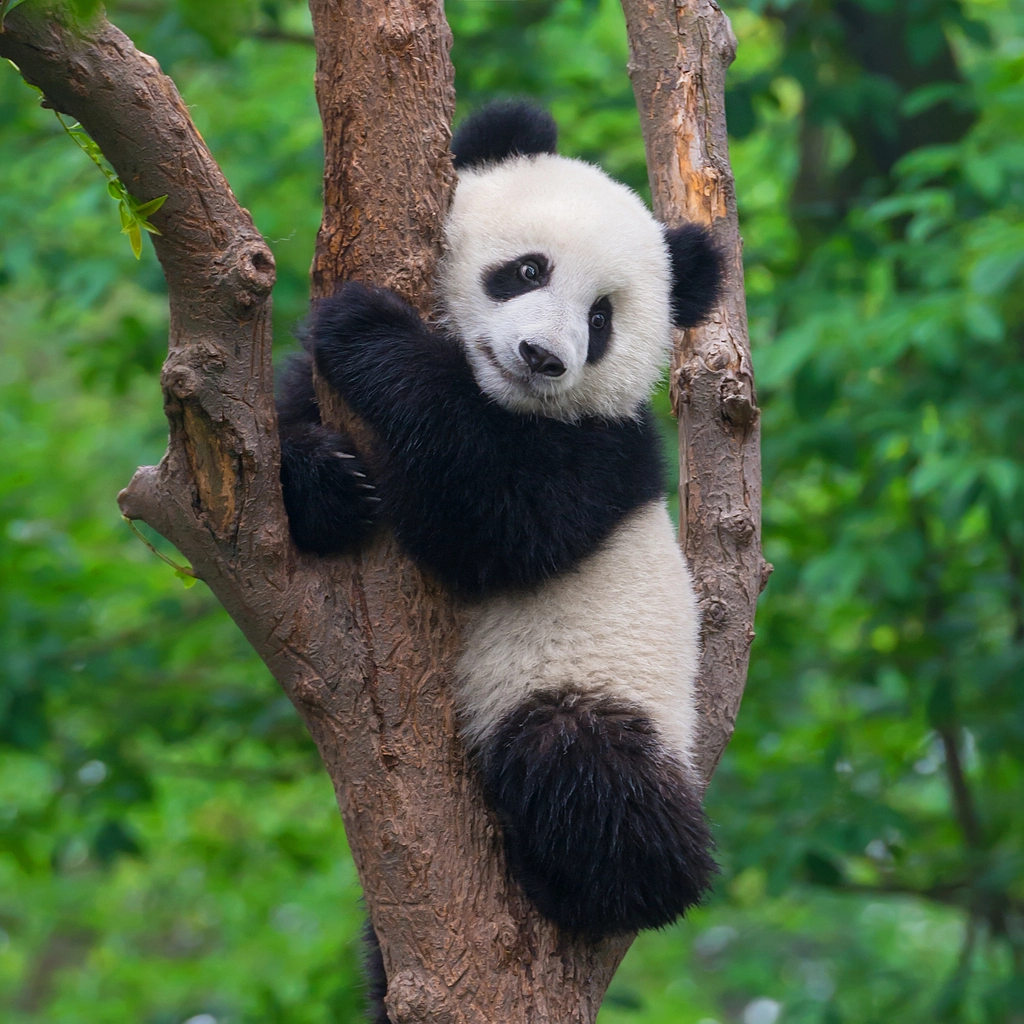 a giant panda which is considered a threatened species on a tree