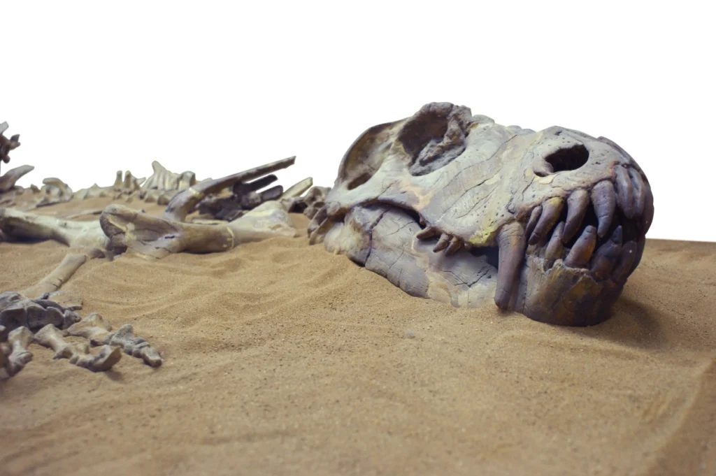 skeletons of a t-rex to depict extinction of a species