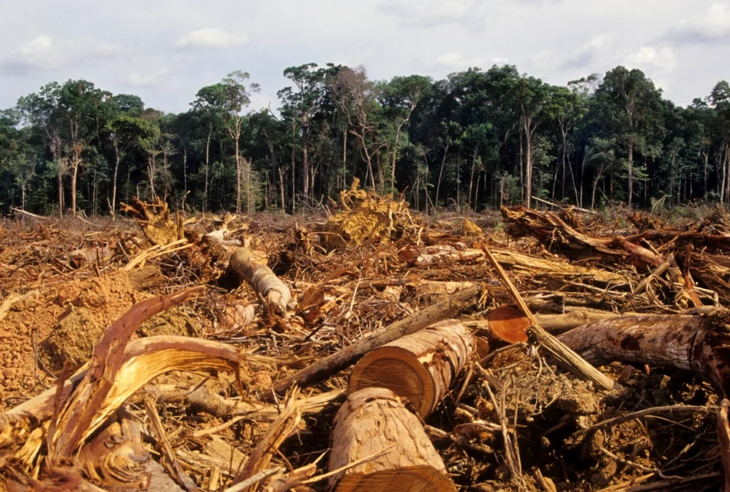 trees being cut; deforestation, a major cause endangered species