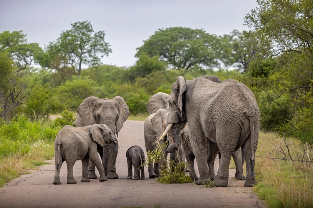 elephants in a protected area